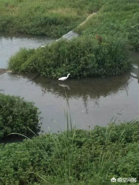 為什麼雞晚上會叫